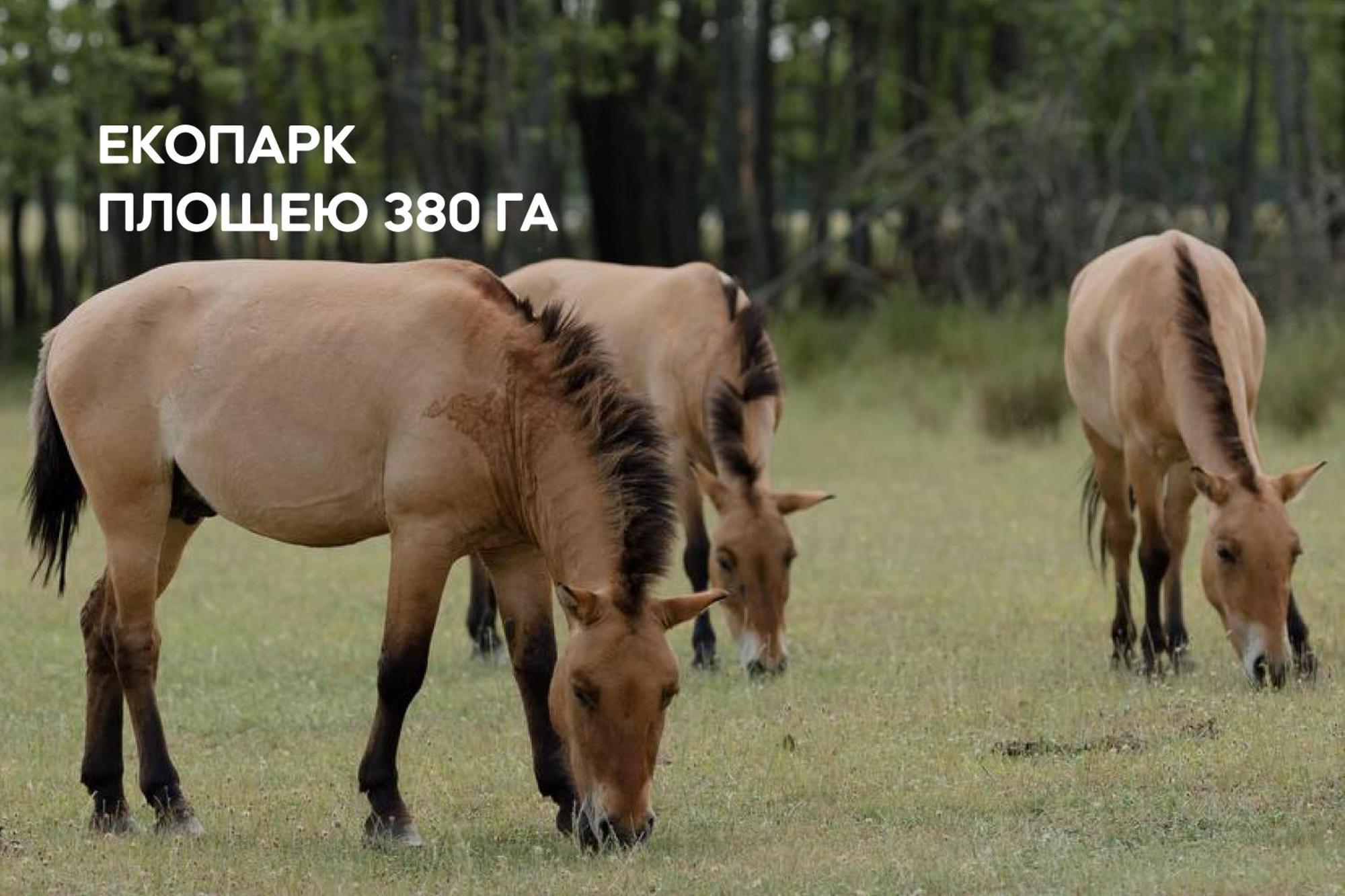 Dereville Sokolovka Zewnętrze zdjęcie