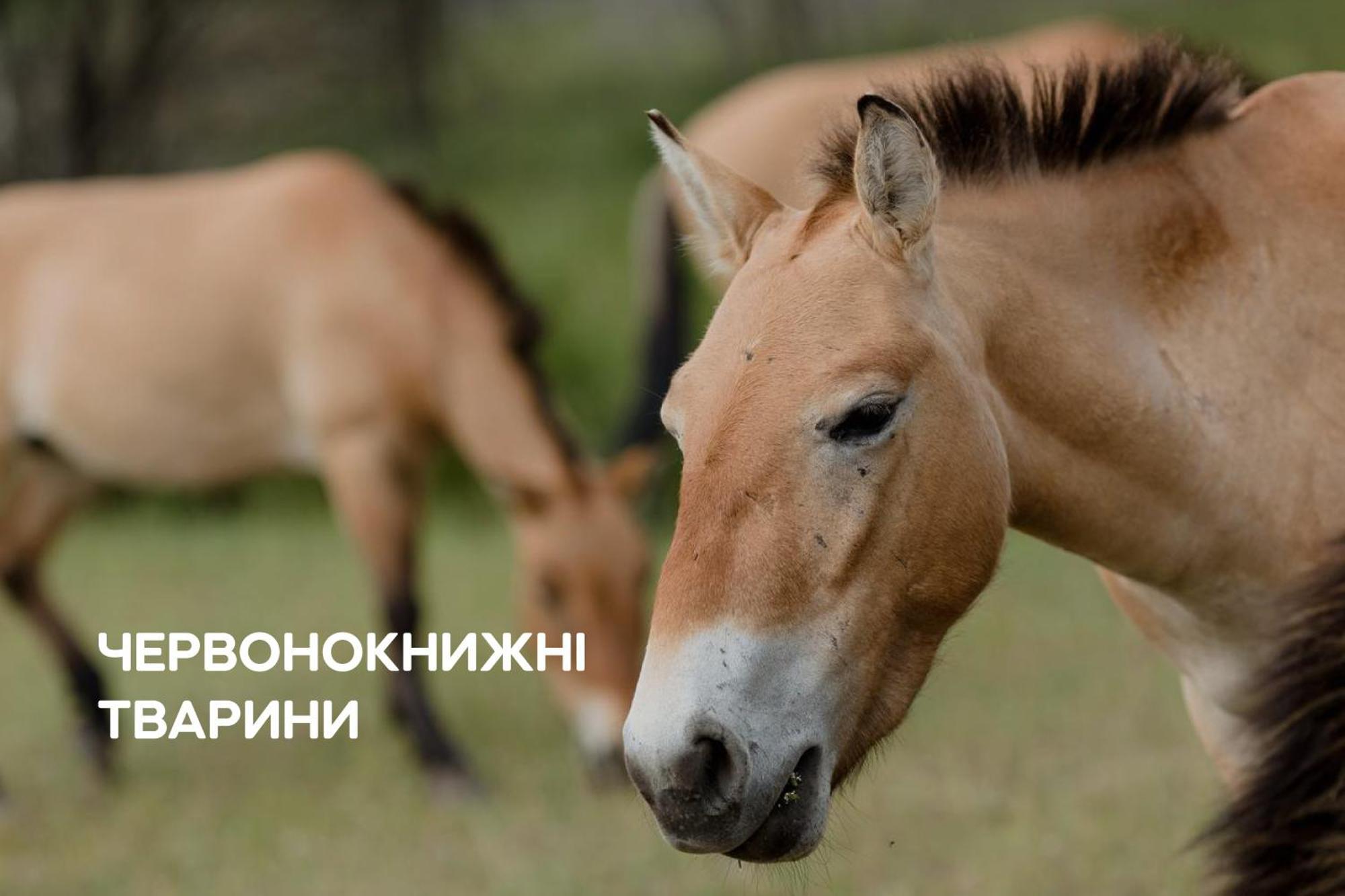 Dereville Sokolovka Zewnętrze zdjęcie